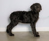F1 Standard Labradoodle For Sale Millersburg, OH Male- Stormy