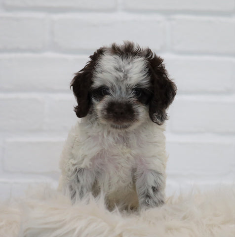 Cockapoo For Sale Dundee, OH Male-Teddy