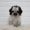 Cockapoo For Sale Dundee, OH Male-Teddy