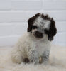 Cockapoo For Sale Dundee, OH Male-Teddy