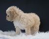 Cockapoo For Sale Dundee, OH Male- Zeke