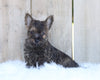 AKC Registered Cairn Terrier For Sale Millersburg, OH Male- Mason
