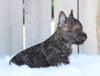 AKC Registered Cairn Terrier For Sale Millersburg, OH Male- Mason