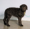 F1 Standard Labradoodle For Sale Millersburg, OH Male- Lightening