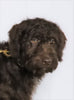 F1 Standard Labradoodle For Sale Millersburg, OH Male- Lightening
