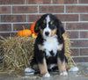 AKC Registered Bernese Mountain Dog For Sale Wooster, OH Male- Ralph