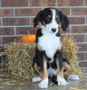 AKC Registered Bernese Mountain Dog For Sale Wooster, OH Female- Lilly