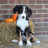AKC Registered Bernese Mountain Dog For Sale Wooster, OH Female- Lilly