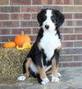 AKC Registered Bernese Mountain Dog For Sale Wooster, OH Female- Rosie