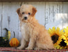 Poodle Mix Puppy For Sale Millersburg, OH Female- Daisy