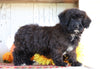 Poodle Mix Puppy For Sale Millersburg, OH Female- Lilly