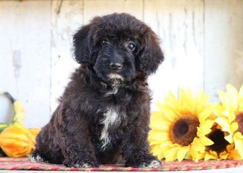 Poodle Mix Puppy For Sale Millersburg, OH Female- Lilly
