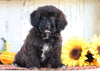 Poodle Mix Puppy For Sale Millersburg, OH Female- Lilly