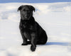 German Shepherd/ Labrador Retriever Mix For Sale Danville, OH Male- Tyler
