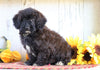 Poodle Mix Puppy For Sale Millersburg, OH Female- Lilly