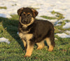 AKC Registered German Shepherd For Sale Fredericksburg, OH Female- Lexi