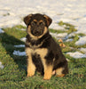AKC Registered German Shepherd For Sale Fredericksburg, OH Female- Lexi