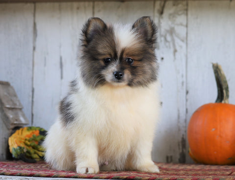 CKC Registered Pomeranian For Sale Millersburg, OH Male- Zeek