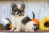 CKC Registered Pomeranian For Sale Millersburg, OH Male- Zeek