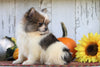 CKC Registered Pomeranian For Sale Millersburg, OH Male- Zeek