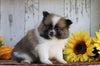 ACA Registered Pomeranian For Sale Millersburg, OH Female- Lucy