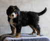AKC Registered Bernese Mountain Dog For Sale Millersburg, OH Female- Layna