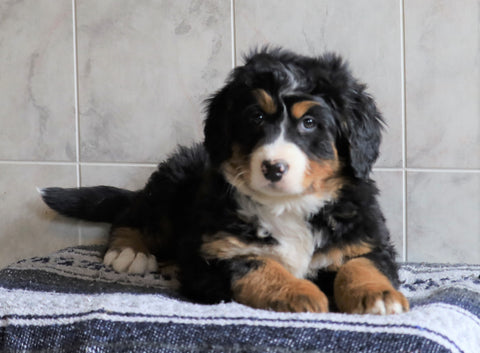 AKC Registered Bernese Mountain Dog For Sale Millersburg, OH Female- Layna