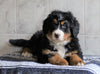 AKC Registered Bernese Mountain Dog For Sale Millersburg, OH Female- Layna