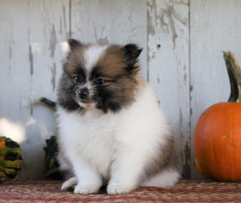 ACA Registered Pomeranian For Sale Millersburg, OH Female- Lucy