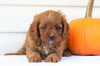Cavapoo For Sale Holmesville, OH Female- Callie