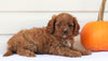 Cavapoo For Sale Holmesville, OH Female- Callie