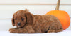 Cavapoo For Sale Holmesville, OH Female- Callie