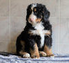 AKC Registered Bernese Mountain Dog For Sale Millersburg, OH Male- Roscoe