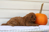 Cavapoo For Sale Holmesville, OH Female- Chloe