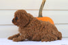 Cavapoo For Sale Holmesville, OH Female- Chloe