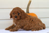 Cavapoo For Sale Holmesville, OH Female- Chloe