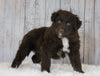 Mini Australian Shepherd For Sale Wooster, OH Male- Russel