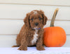 Cavapoo For Sale Holmesville, OH Male- Cody