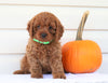 Cavapoo For Sale Holmesville, OH Female- Nellie