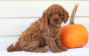 Cavapoo For Sale Holmesville, OH Female- Nellie