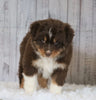 Mini Australian Shepherd For Sale Wooster, OH Male- Rover