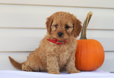 Cavapoo For Sale Holmesville, OH Female- Nicole