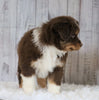 Mini Australian Shepherd For Sale Wooster, OH Male- Rover