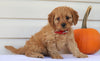 Cavapoo For Sale Holmesville, OH Female- Nicole