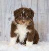 Mini Australian Shepherd For Sale Wooster, OH Male- Rover