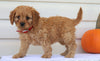 Cavapoo For Sale Holmesville, OH Female- Nicole