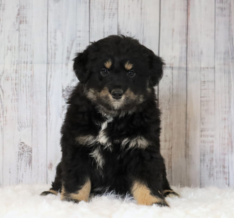 Mini Australian Shepherd For Sale Wooster, OH Male- Tuffy