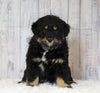 Mini Australian Shepherd For Sale Wooster, OH Male- Tuffy