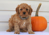 Cavapoo For Sale Holmesville, OH Male- Nicky