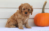 Cavapoo For Sale Holmesville, OH Male- Nicky